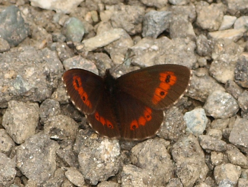 Erebia 5 da id